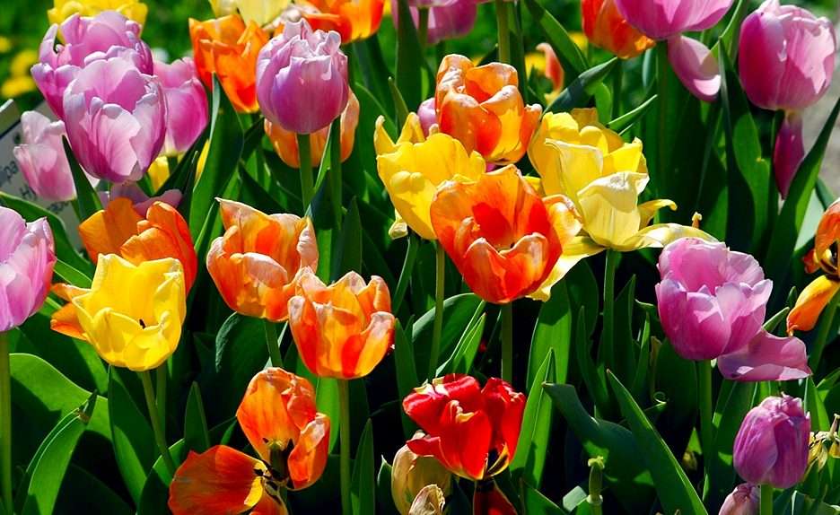 Tulips puzzle online from photo