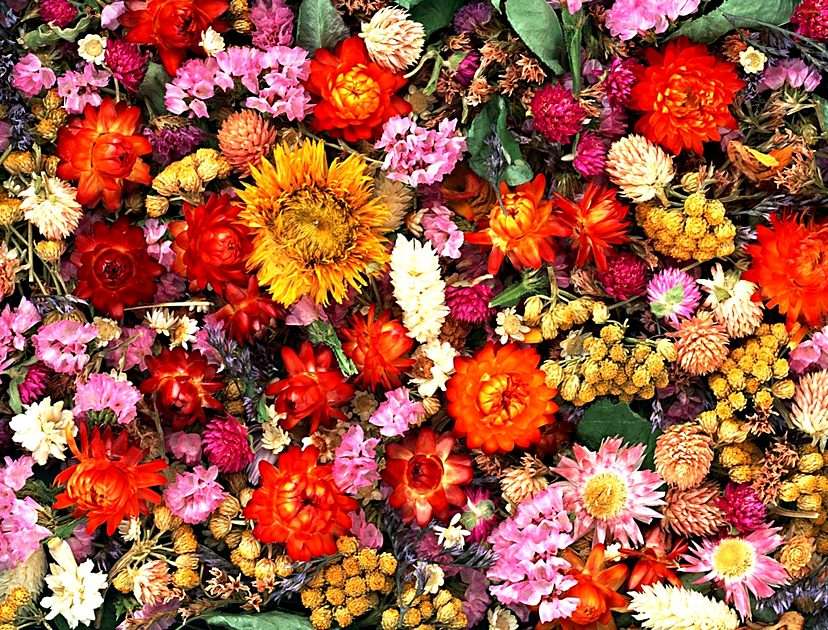 Flori uscate puzzle online