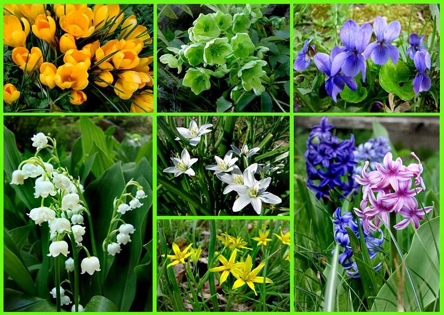 LENTE eerste bloemen online puzzel