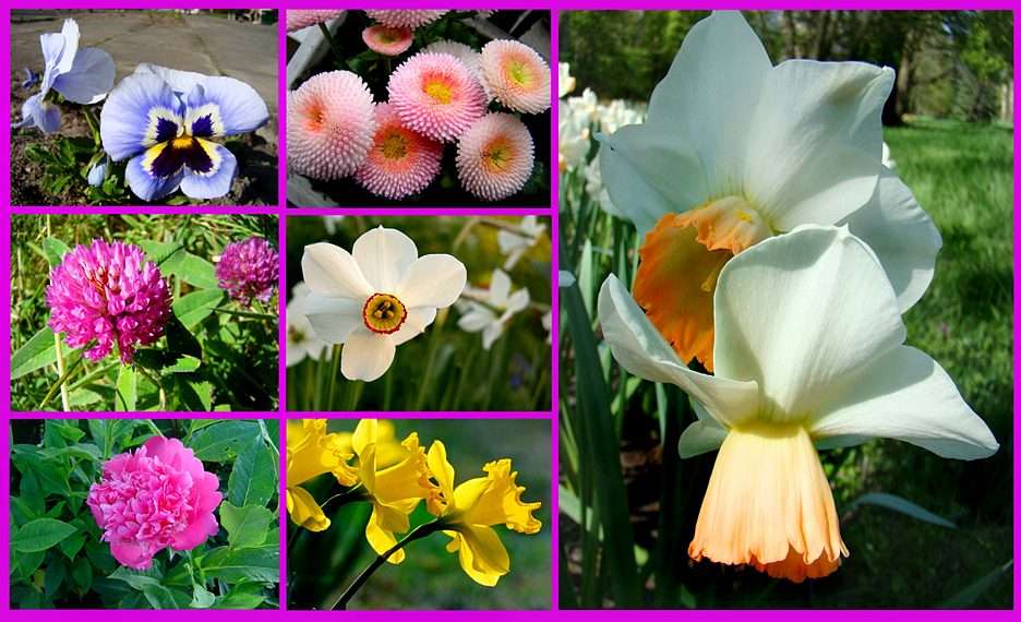 SPRING FLOWERS puzzle online from photo