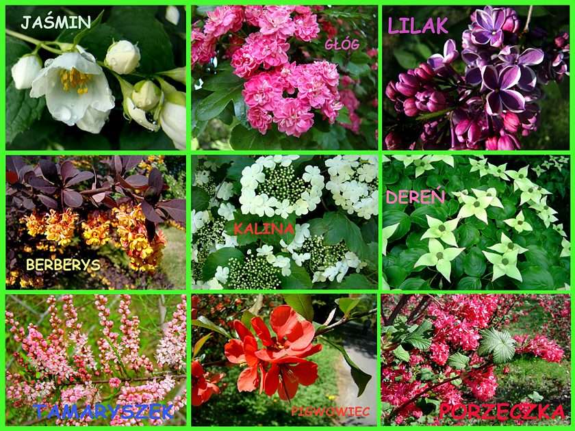 Another spring flowering shrubs puzzle online from photo