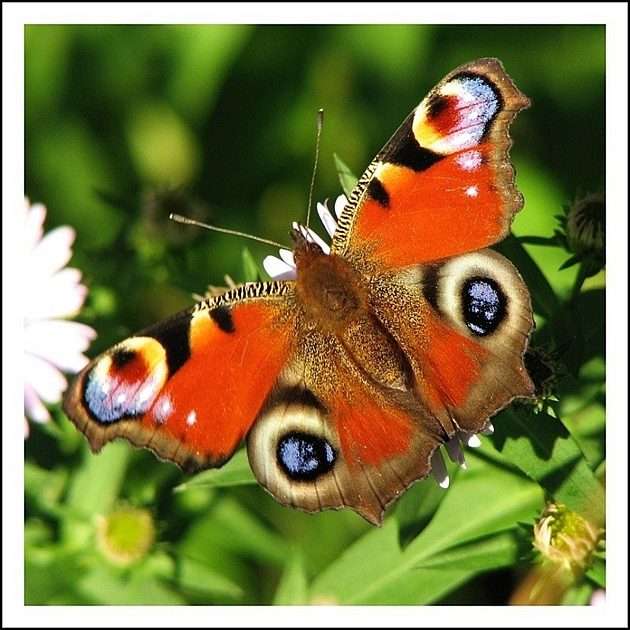 vlinder puzzel online van foto