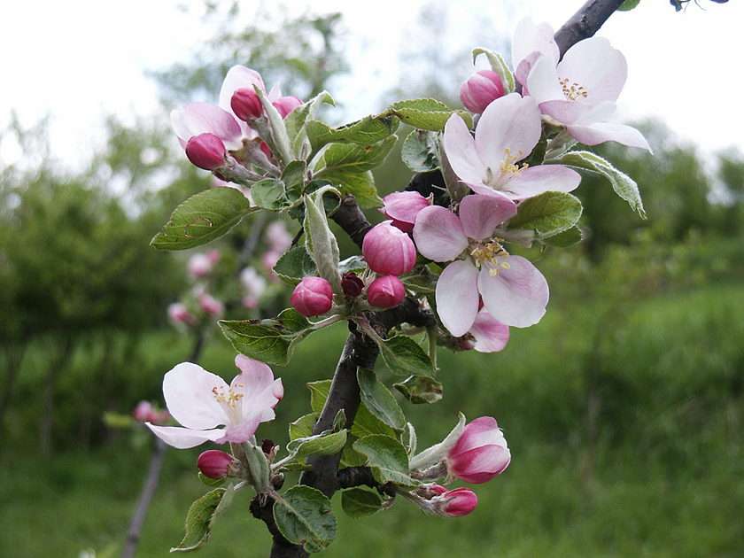 Ябълково дърво онлайн пъзел