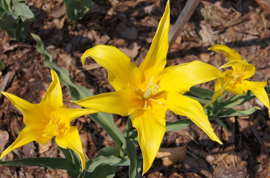 tres tulipanes rompecabezas en línea
