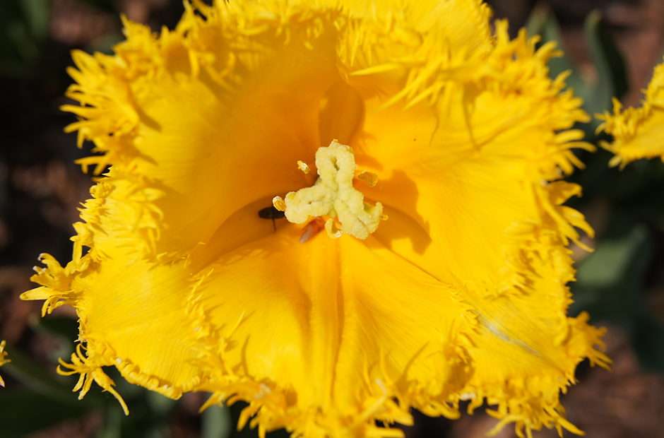 желтый тюльпан пазл онлайн из фото