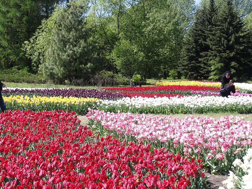 Tulips - Lodz Botanical Garden online puzzle