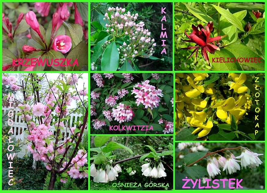 Mais arbustos com flores puzzle online