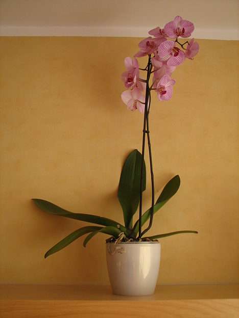 orquídea puzzle online a partir de foto