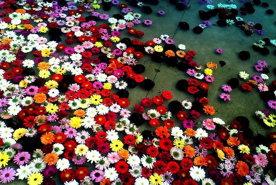 Цветы пазл онлайн из фото
