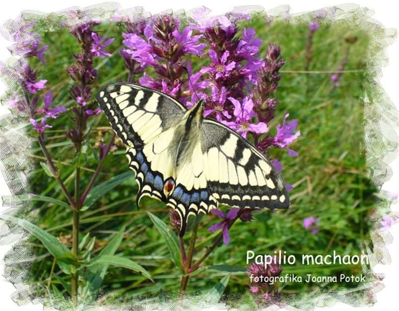 Mariposa Papilio machaon - Página de la reina rompecabezas en línea