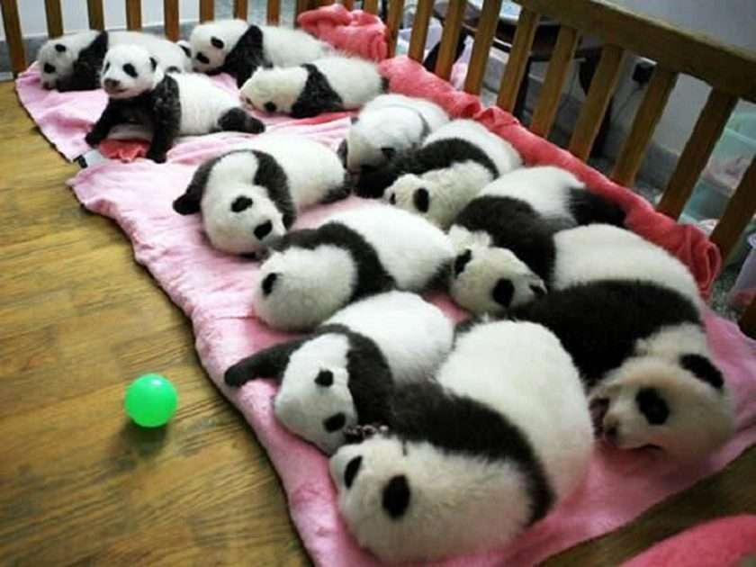 панда :) онлайн пъзел от снимка
