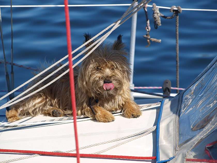 A dog during a cruise puzzle from photo