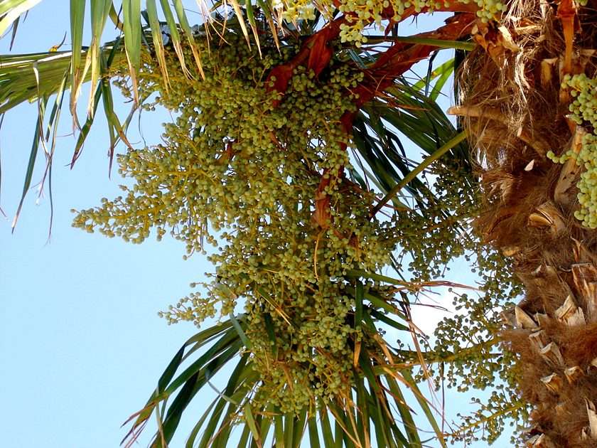 Palma pussel online från foto