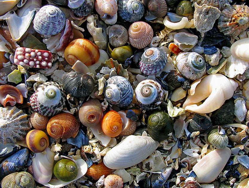 Shells and other ... online puzzle