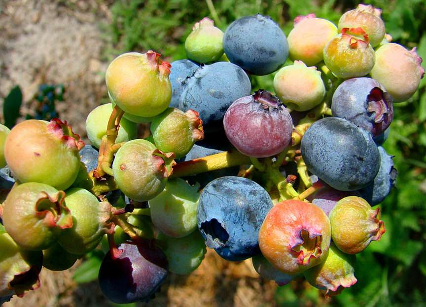 AMERICAN BLUEBERRY puzzle online from photo
