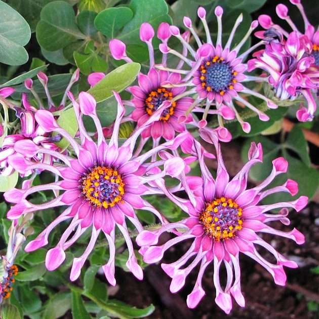 Roze samengestelde bloemen online puzzel