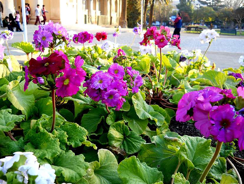 Virágokkal beültetett terület puzzle online fotóról