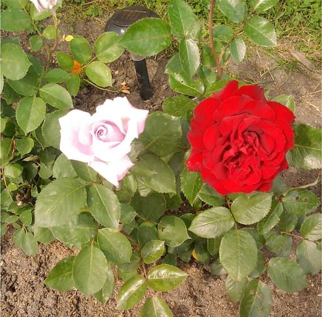 Rosas puzzle online a partir de foto