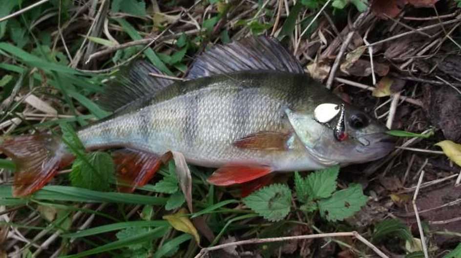 Perch from the Black Nida River puzzle online from photo