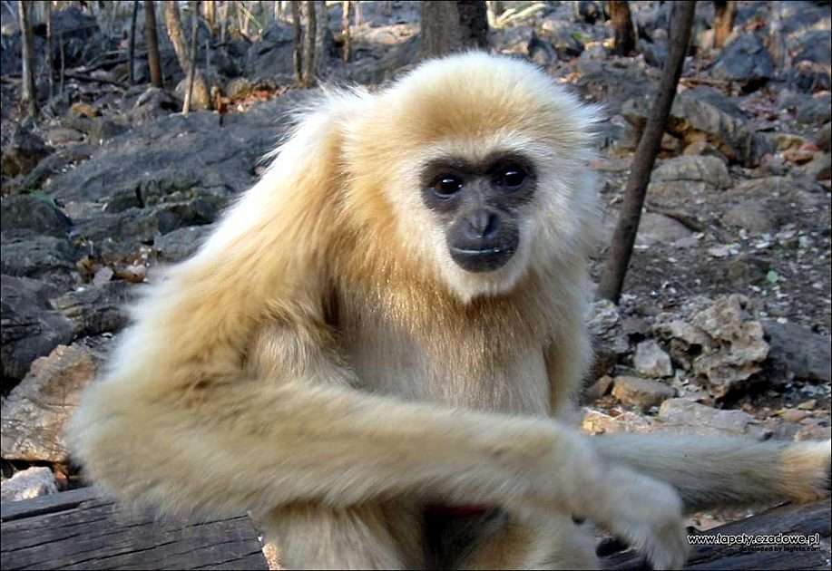 Πίθηκος παζλ online από φωτογραφία
