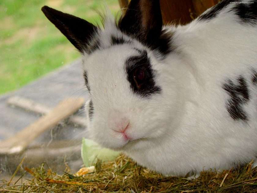 kanin pussel online från foto
