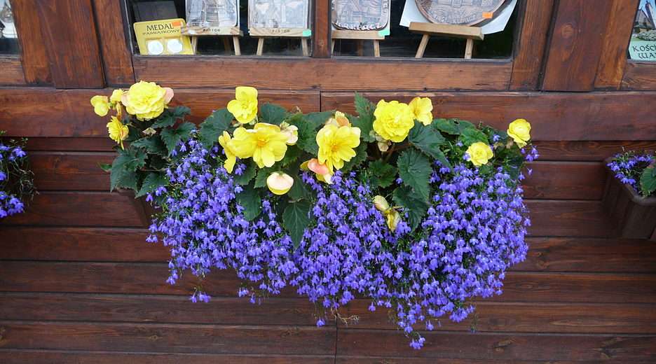 virágok az ablakon puzzle online fotóról
