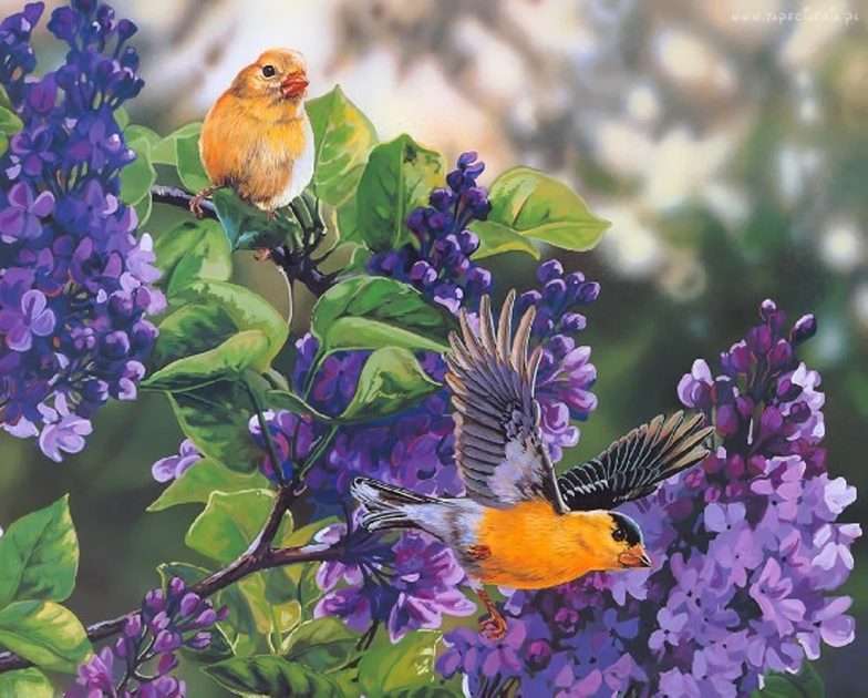 parakeets puzzle online from photo