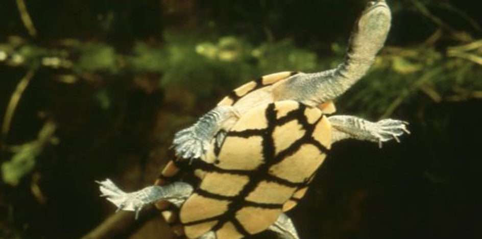 Головоломка с черепахой пазл онлайн из фото