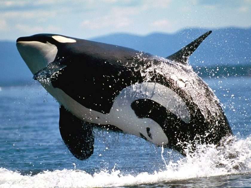 кит убиец онлайн пъзел