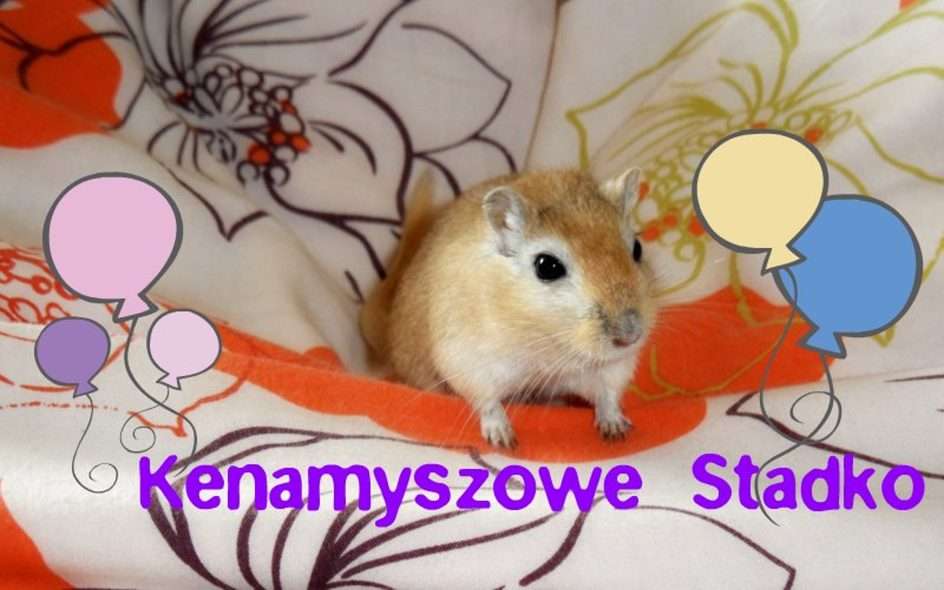 The second birthday of the Kenamyszowy flock puzzle online from photo