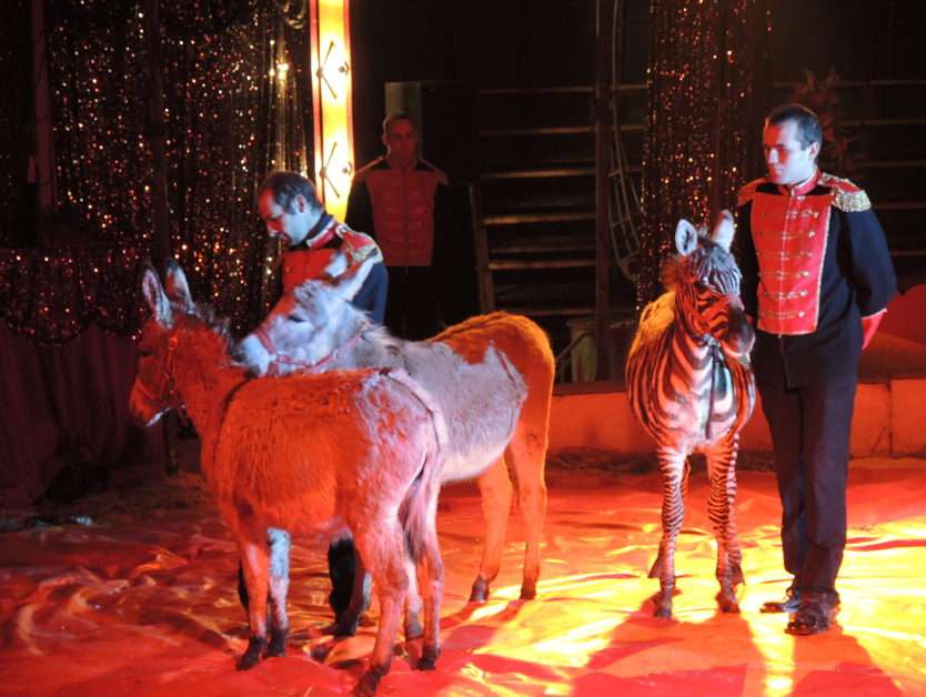 Safari Circus pussel online från foto