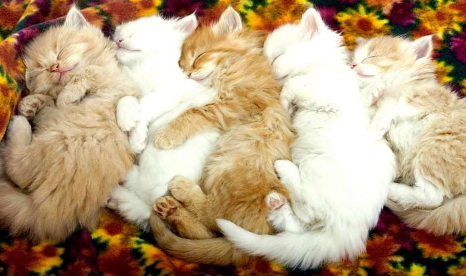 γάτες 3 παζλ online από φωτογραφία