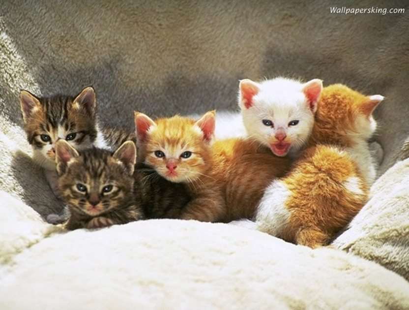 macskák 5 puzzle online fotóról