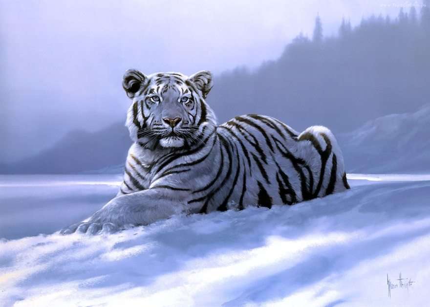 Tiger: 3 pussel online från foto