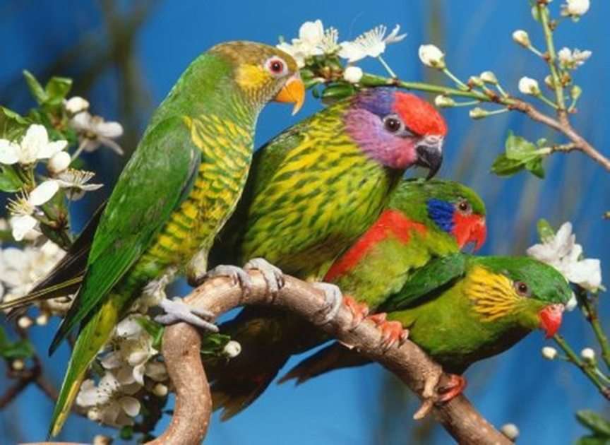 папагали онлайн пъзел