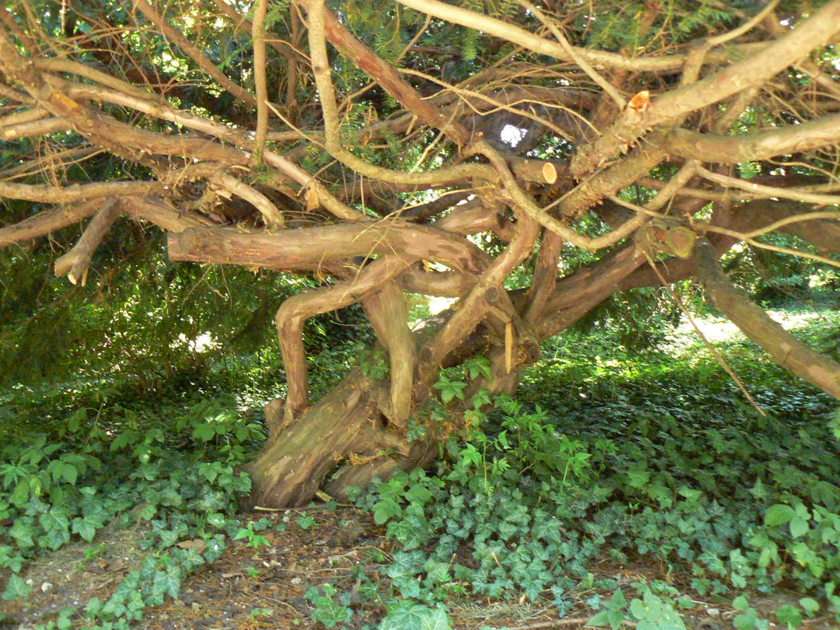 Uno strano albero puzzle online da foto