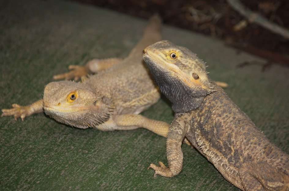 Bearded Dragon puzzle online from photo