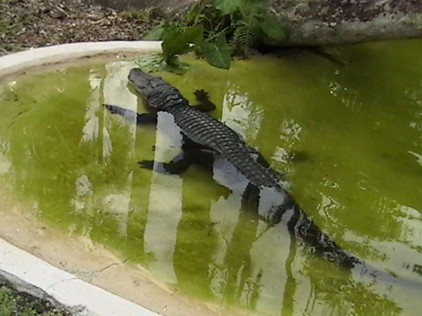 Alligator Pussel online