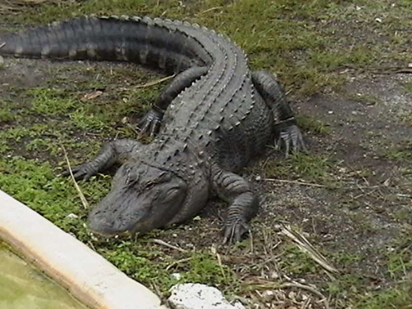 Alligator Pussel online