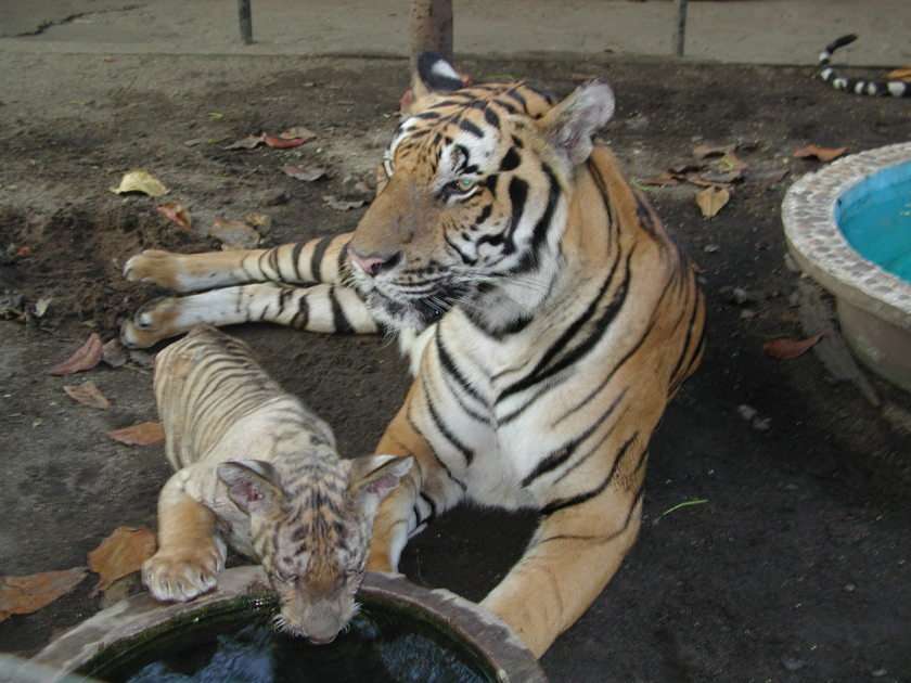 Mami tigru și bebeluș tigru puzzle online din fotografie