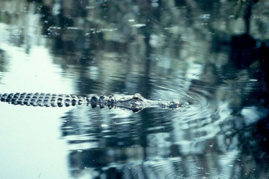 Alligator online puzzle