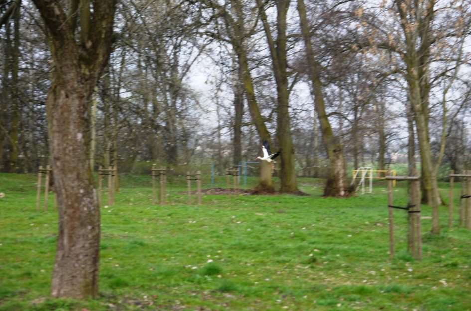 Stork i parken pussel online från foto