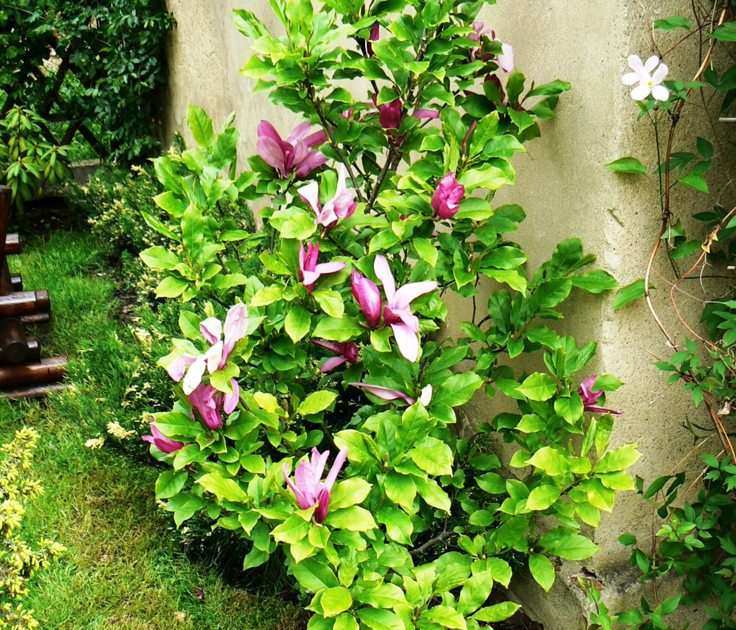 magnolia pussel online från foto