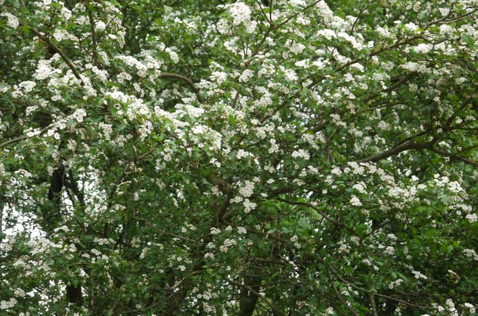 blommande träd pussel online från foto