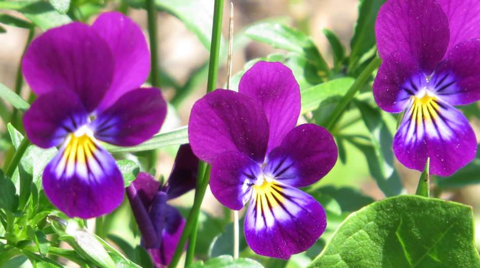 vilda violer pussel online från foto