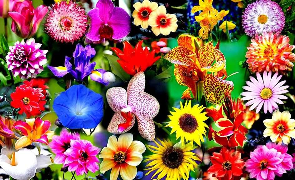 Flowers puzzle online from photo