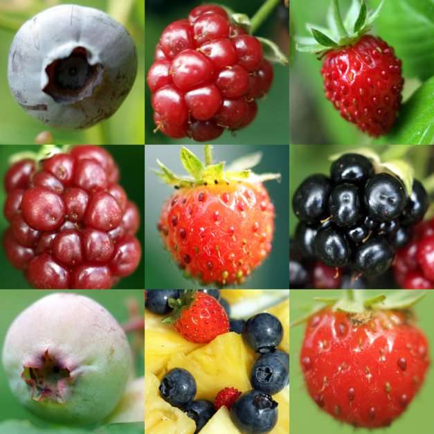 fruta puzzle online a partir de fotografia