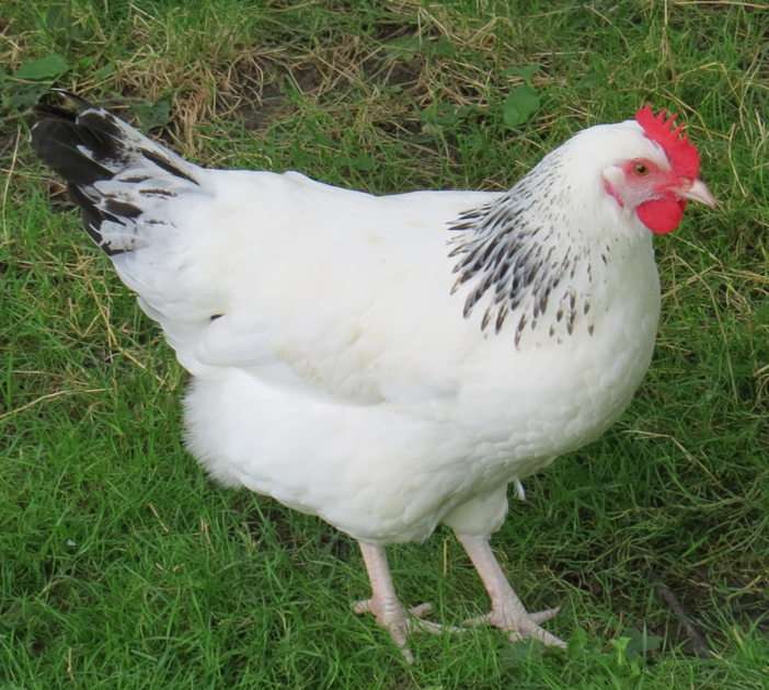 Hen puzzle online from photo