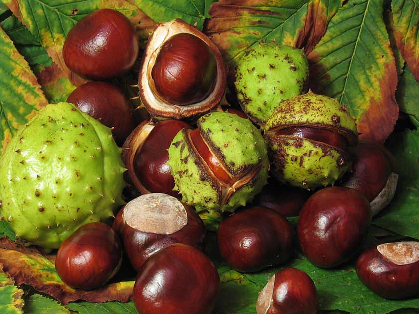 chestnuts puzzle online from photo