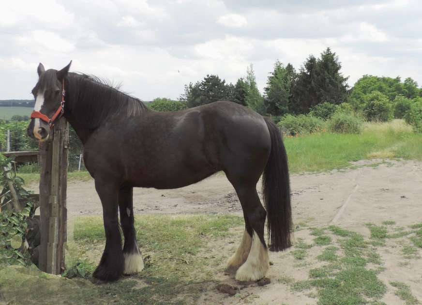 Anouk . Shire Horse puzzle online from photo